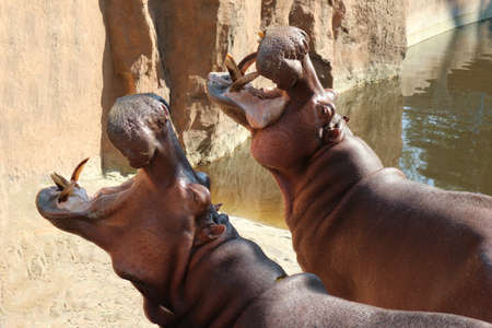 Hippos Opened Their Mouths Waiting For Foodの写真素材