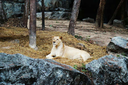 White Lion Resting On The Groundの写真素材