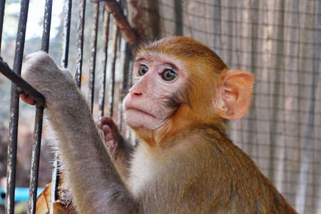 Close Up Of A Young Brown Monkey