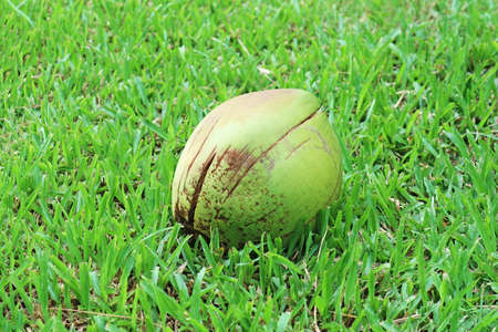 A Coconut on the Field