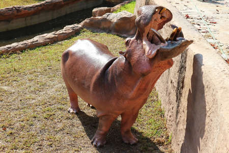 Open Mouth Hippo Standing Near the Poolの写真素材