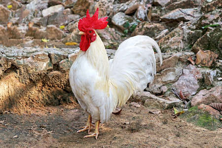 A White Rooster Standing on the Groundの写真素材