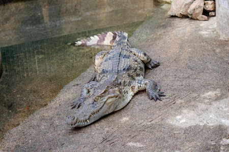 A Young Crocodile Resting on the Groundの写真素材