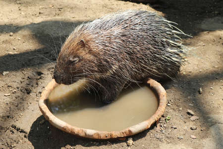 Himalayan Porcupine Drinking Water from a Clay Bowlの写真素材