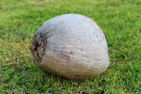 Dried Coconut on Green Field in the Gardenの写真素材