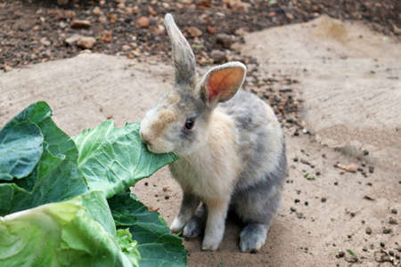 Small Asian Rabbit Eating Vegetableの写真素材