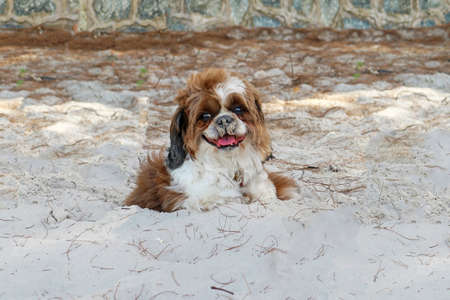 Lovely Dog Relaxing on the Sandy Beachの写真素材