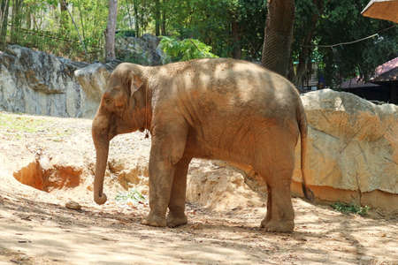 Young Asian Elephant Standing on the Groundの写真素材