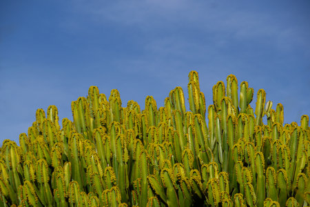 Detail of the branches of a flowering euphorbia ingens with the mid-afternoon sun and blue sky....