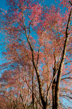 Wild Himalayan Cherryの写真素材