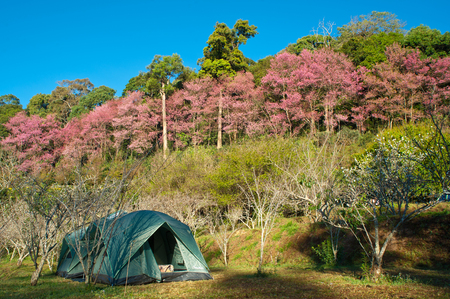 Wild Himalayan Cherryの写真素材