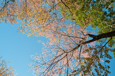 Wild Himalayan Cherryの写真素材