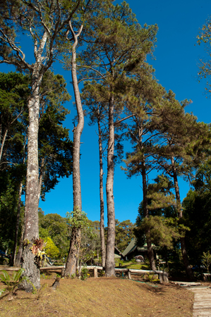 Pine Treeの写真素材