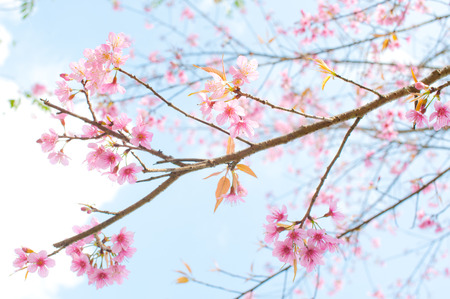 Wild Himalayan Cherryの写真素材