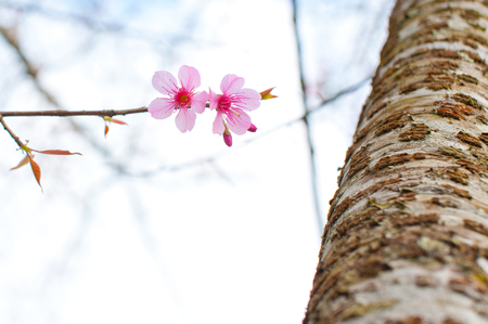 Wild Himalayan Cherryの写真素材