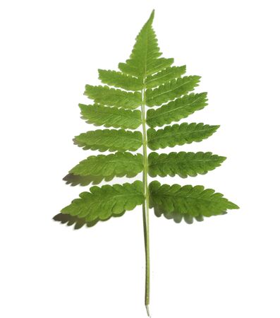 Fern Leaf isolate in  white backgroundの写真素材