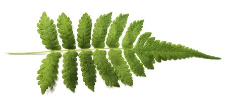 Fern Leaf isolate in  white backgroundの写真素材