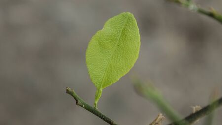 kaffir lime leafの写真素材