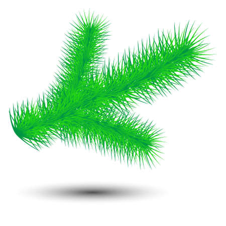 vector christmas green conifer twig isolated on white backgroundのイラスト素材