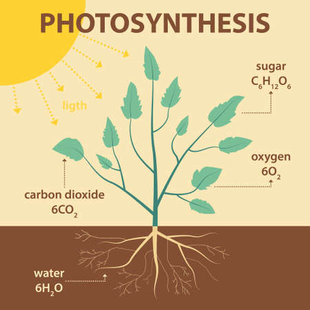vector schematic illustration showing photosynthesis of plant - agricultural infographic biology scheme with labels for educationのイラスト素材