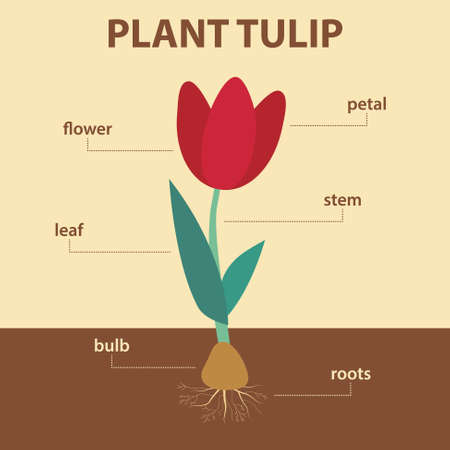 Diagram showing parts of tulip whole plant, agricultural infographic scheme with labels for education of biology,  flower, leaf, stem, roots system, bulb.のイラスト素材