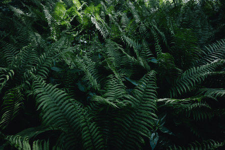 Photos of ferns and greenery in the wild forestの写真素材