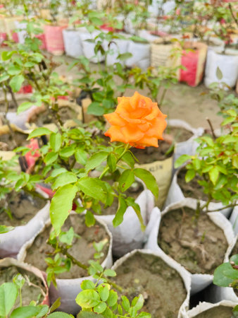 Beautiful Yellow Rose, Beautiful Yellow Rose flower picture photography.の写真素材