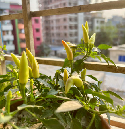 Close-up of chili peppers growing on a plant, with red and yellow colorsの写真素材