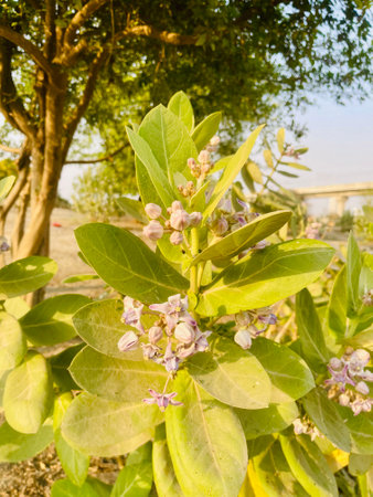 Close-up of a Calotropis gigantea plant with green leaves and purple flowers in daylight.の写真素材