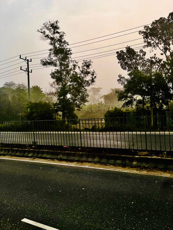 Roadside trees with mist picture, road in the city.
