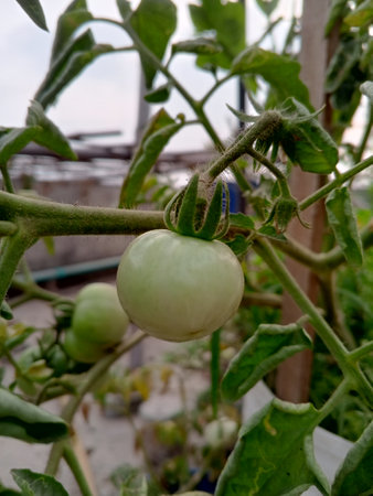 green tomato on a tree, A close-up shot of a green tomato growing on a plant.の写真素材