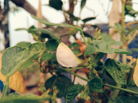 leaves on a tree, Closeup shot of a white Bean flower bud with green leaves.の写真素材