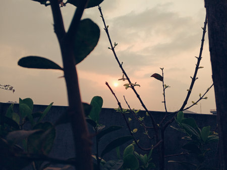 sunset in the field, Sunset through branches creating a beautiful silhouette.の写真素材