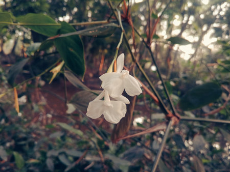 flower in the forest, White flowers of bamboo trees. Beautiful white flowers bloom from bamboo vines in the forest.の写真素材