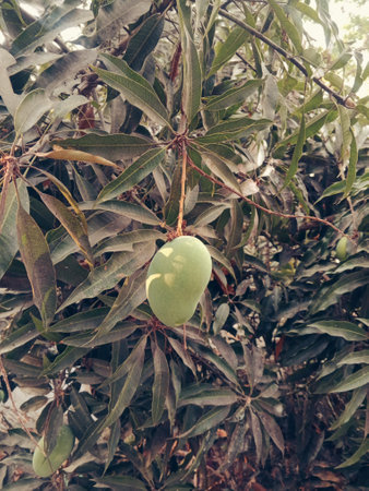 green mangoes on tree, Green mangoes growing on a tree. Healthy mango green fruit.の写真素材