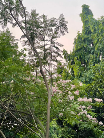 green tree in the forest, Trees and foliage under a cloudy sky with white flowers.の写真素材