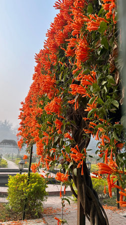 Vibrant Orange Trumpet Vine Archway in a Sunny Garden.