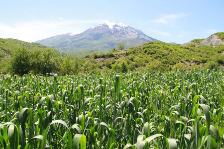 Corn on the countrysideの写真素材