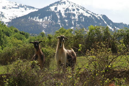 Proud goats on the hillの写真素材