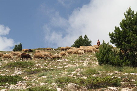 Sheep pasting on the hills  の写真素材