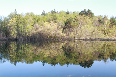 Tree pine reflection in Plitvice lakeの写真素材