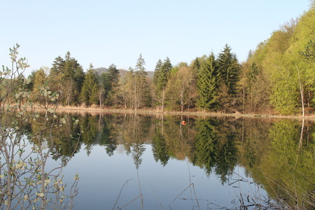 Tree reflection in Plitvice lakeの写真素材