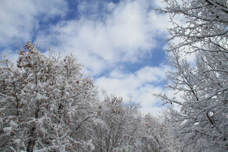 Trees in the winterの写真素材
