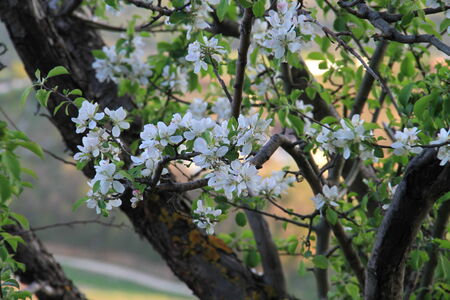 Early blossom of the flowersの写真素材
