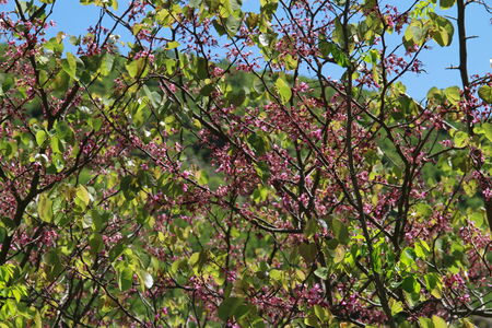 Spring bloom の写真素材