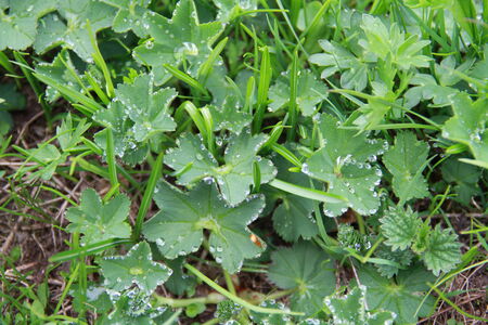 Wet leafs high in the mountainの写真素材