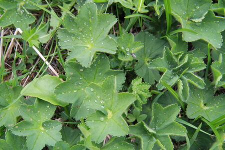 Wet leafsの写真素材