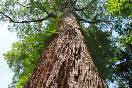 Big tree の写真素材