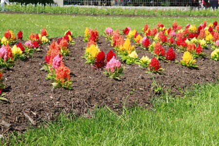 Flowers in the springの写真素材