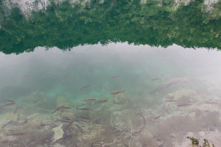 Fish in Plitivce lake, Croatiaの写真素材